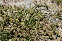 Euphorbia caput-medusae