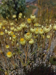 Syncarpha staehelina