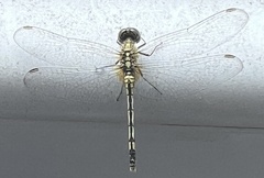 Diplacodes trivialis