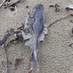 Callorhinchus milii