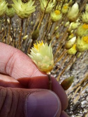 Syncarpha staehelina