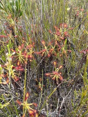Drosera glabripes