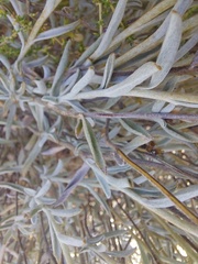 Syncarpha staehelina