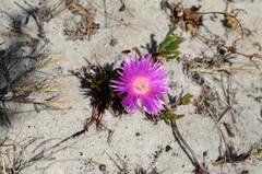 Lampranthus tenuifolius