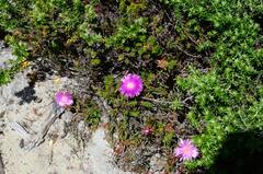 Lampranthus tenuifolius