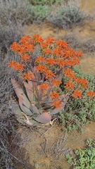 Aloe striata