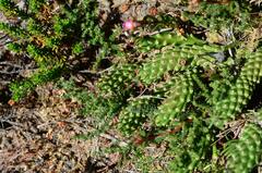 Euphorbia caput-medusae