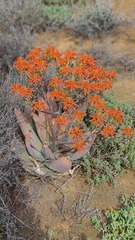Aloe striata