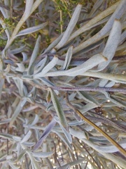 Syncarpha staehelina