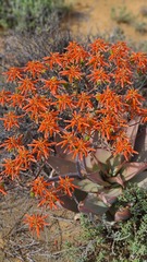 Aloe striata