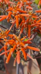 Aloe striata