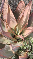 Aloe striata