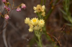 Achyranthemum paniculatum