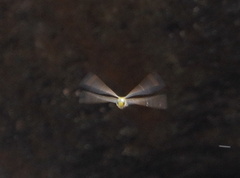 Anax imperator