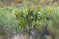 Leucadendron laureolum