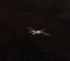 Anax imperator