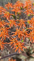 Aloe striata