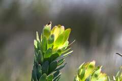 Leucadendron laureolum