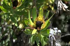 Leucadendron laureolum