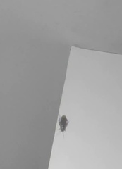 Periplaneta americana