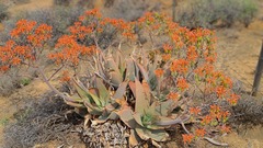 Aloe striata