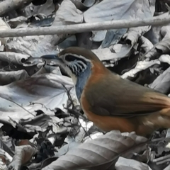 Pterorhinus pectoralis