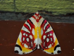 Sinna calospila