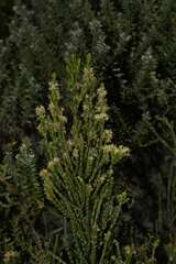 Passerina corymbosa