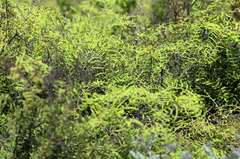 Gleichenia polypodioides