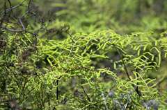 Gleichenia polypodioides