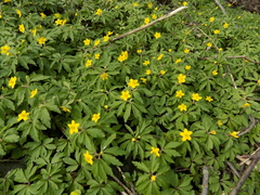Anemonoides ranunculoides