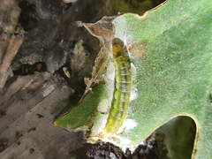 Cacoecimorpha pronubana