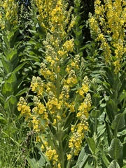 Verbascum lychnitis