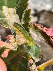 Cacoecimorpha pronubana