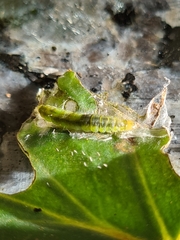 Cacoecimorpha pronubana