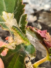 Cacoecimorpha pronubana