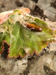 Cacoecimorpha pronubana