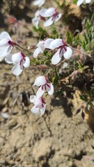 Pelargonium tricolor