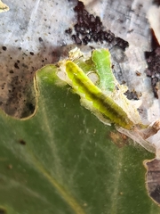 Cacoecimorpha pronubana