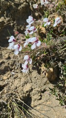 Pelargonium tricolor