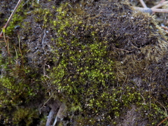 Pleuridium subulatum