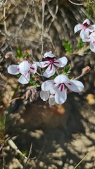 Pelargonium tricolor