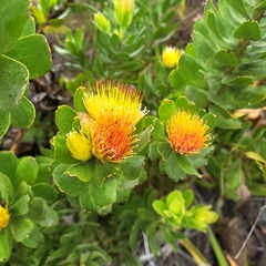 Leucospermum oleifolium