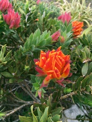 Liparia splendens comantha