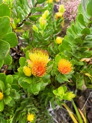 Leucospermum oleifolium