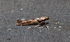 Caloptilia ostryaeella