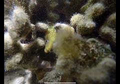 Gymnothorax undulatus