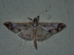 Polythlipta divaricata