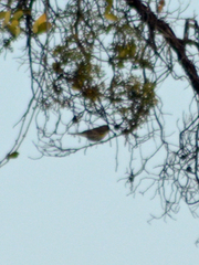 Setophaga coronata