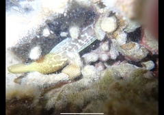 Gymnothorax undulatus